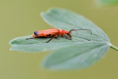 <i>Rhagonycha fulva</i>