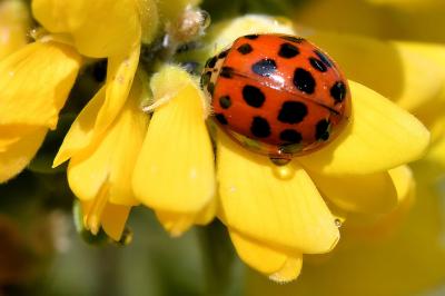 <i>Harmonia axyridis</i>
