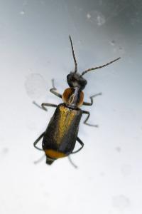 <i>Axinotarsus marginalis</i>
