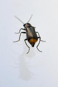 <i>Axinotarsus marginalis</i>
