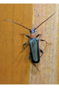 <i>Phymatodes testaceus</i>