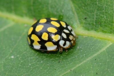 <i>Sospita vigintiguttata</i>