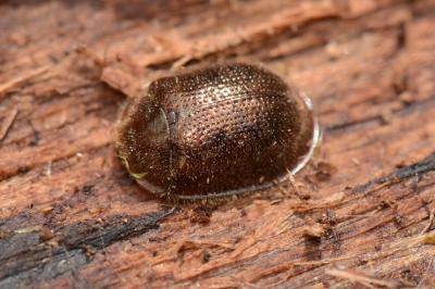 <i>Thymalus limbatus</i>