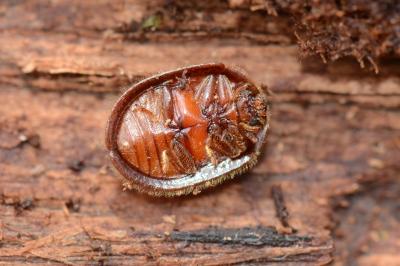 <i>Thymalus limbatus</i>