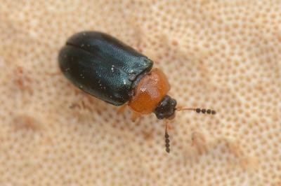 <i>Tetratoma fungorum</i>