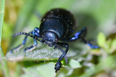 <i>Timarcha goettingensis</i>
