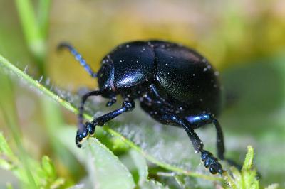 <i>Timarcha goettingensis</i>