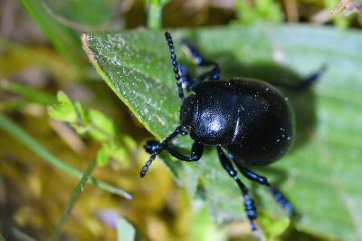 Timarcha goettingensis