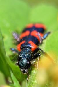 <i>Trichodes alvearius</i>