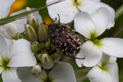 <i>Oxythyrea funesta</i>