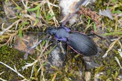 <i>Carabus violaceus</i>
