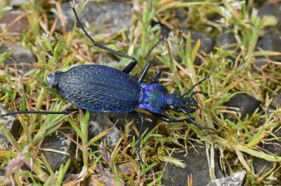<i>Carabus intricatus</i>