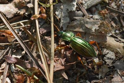 Carabus auratus