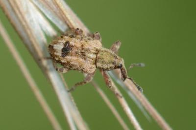 <i>Limobius mixtus</i>