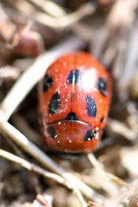 <i>Gonioctena fornicata</i>