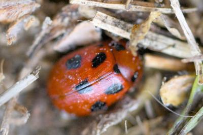 <i>Gonioctena fornicata</i>