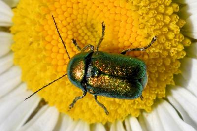 <i>Cryptocephalus</i>