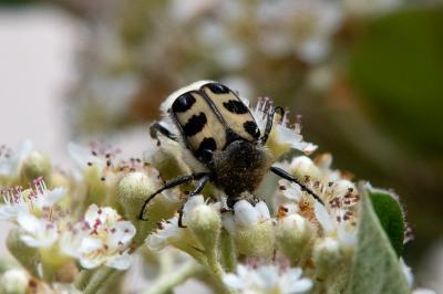 <i>Trichius gallicus</i>