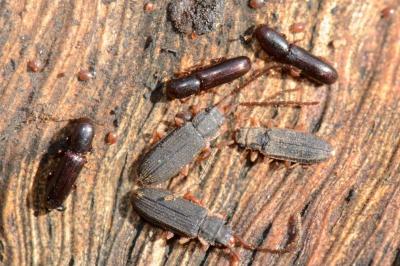 <i>Teredus cylindricus</i>