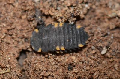 <i>Endomychus coccineus</i>