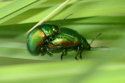<i>Chrysolina graminis</i>