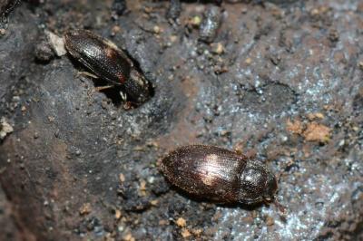 <i>Biphyllus lunatus</i>