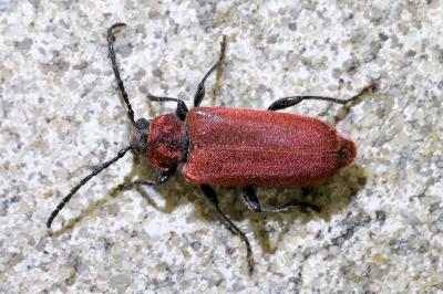 <i>Pyrrhidium sanguineum</i>