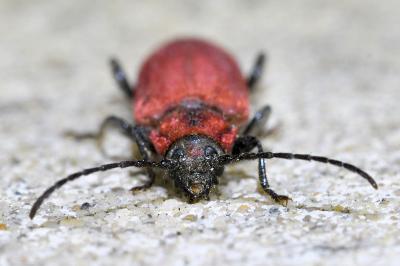 <i>Pyrrhidium sanguineum</i>