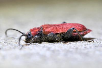 Pyrrhidium sanguineum