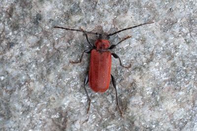 <i>Pyrrhidium sanguineum</i>