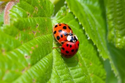 <i>Harmonia axyridis</i>