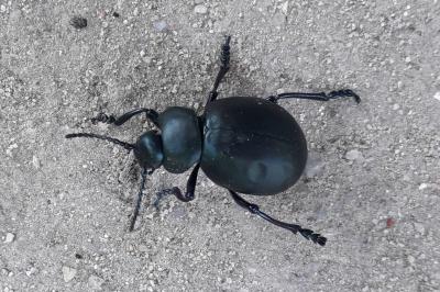 <i>Timarcha tenebricosa</i>