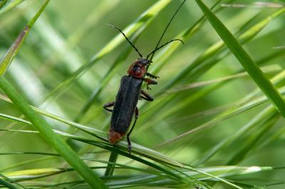 <i>Cantharis rustica</i>