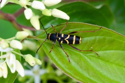 <i>Clytus arietis</i>