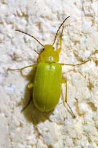 <i>Cteniopus sulphureus</i>