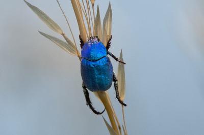 <i>Hoplia coerulea</i>