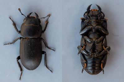 <i>Dorcus parallelipipedus</i>