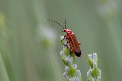 <i>Rhagonycha fulva</i>