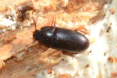 <i>Diaclina fagi</i>