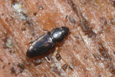 <i>Carpophilus sexpustulatus</i>