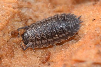 <i>Trachelipus rathkii</i>