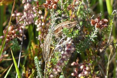 Lézard vivipare 