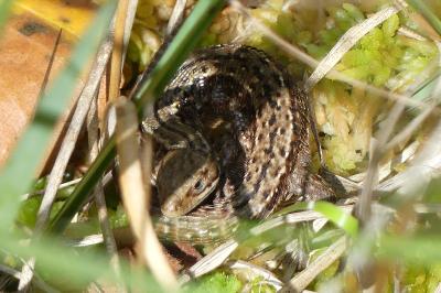 Lézard vivipare 