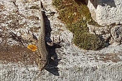 Lézard des murailles 