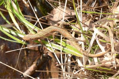 Lézard vivipare 