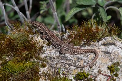 Lézard des murailles 
