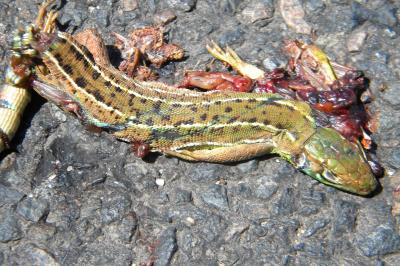 <i>Lacerta bilineata</i>