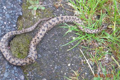 Vipera aspis
