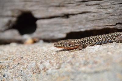 Podarcis muralis