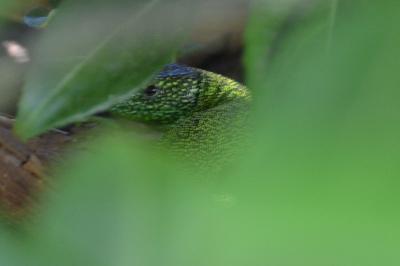 <i>Lacerta bilineata</i>